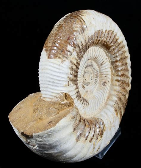 Large 8.4 Inch Ammonite - Great Display For Sale (#1962) - FossilEra.com