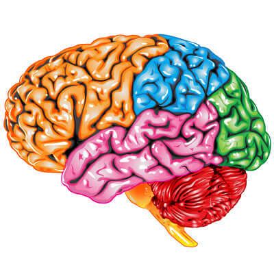 Functions of the Brain | TBI Rehabilitation