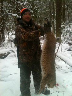 bobcat hunting