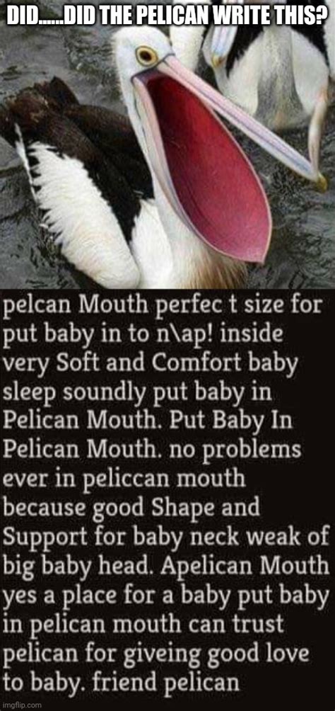 Yes baby in pelican mouth : r/memes