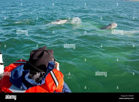 Canada, Manitoba, Churchill. Churchill River, beluga whales (Delphinapterus leucas), baby whale ...