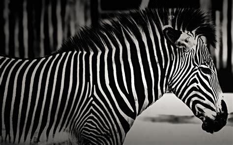 Zebra (Black & White) HD Wallpaper