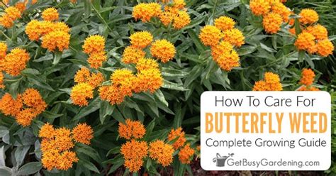 Butterfly Weed Care Guide - How To Grow Asclepias tuberosa - Get Busy ...