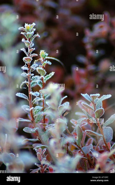 Blueberry plant in frost Stock Photo - Alamy