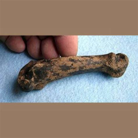 American Lion Phalange Fossil - Fossils & Artifacts for Sale | Paleo ...