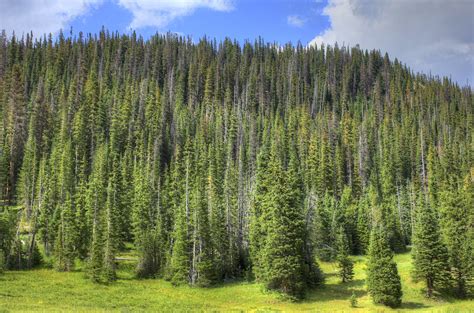 Closeup of the pine forest at Rocky Mountains National Park, Colorado image - Free stock photo ...