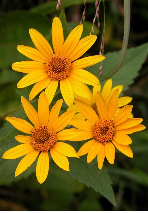 Free photo: Yellow Daisies - Blooming, Daisy, Flower - Free Download - Jooinn