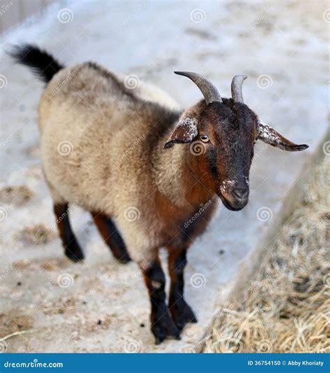 Cute Pygmy Goat Stock Photo - Image: 36754150