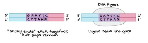 Dna Ligase In Recombinant Dna Technology - technology