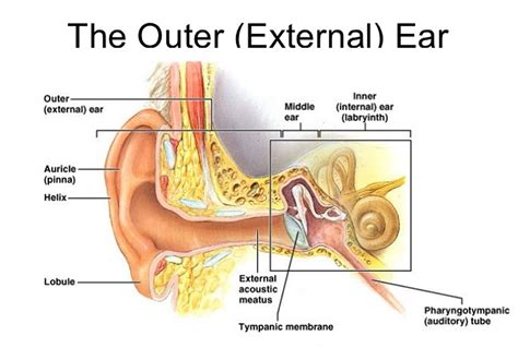 Ear Pinna Helix