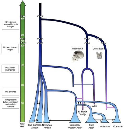 Our Homo Sapiens Ancestors Shared the World With Neanderthals, Denisovans, and Other Types of ...