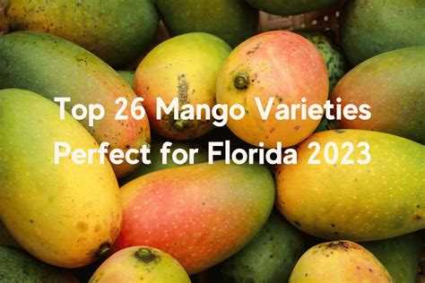 Top 26 Mango Varieties Perfect for Florida 2023