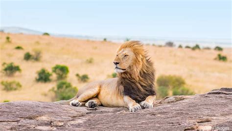 10 Amazing Facts about Lions