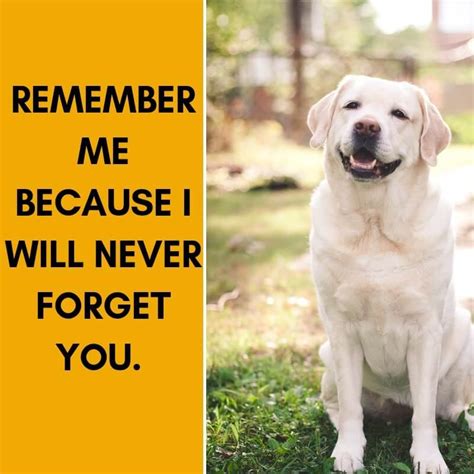 Labrador quotes- 15 quotes for every Labrador lover - Labrador Loving Souls