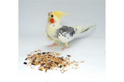 Cockatiel Food List - Diet For Healthy Cockatiels