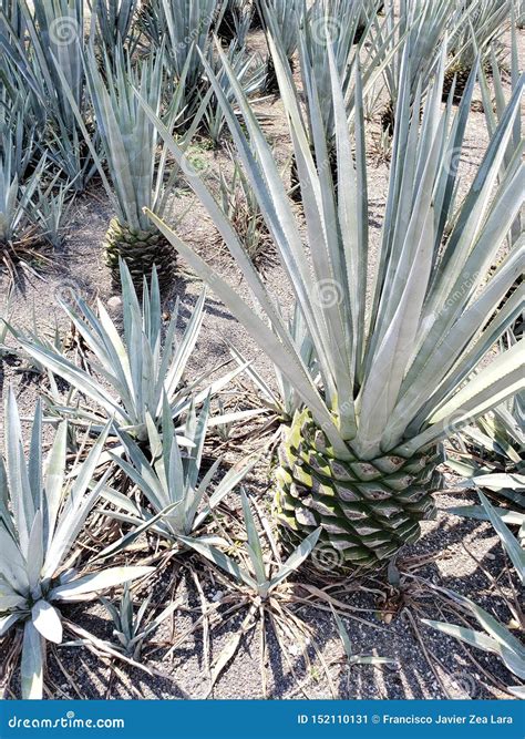 Blue Agave Plant Care - Agave tequilana (Blue Agave) | World of ...