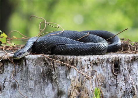 Crow's Nest: Black rat snake - Natural Lands