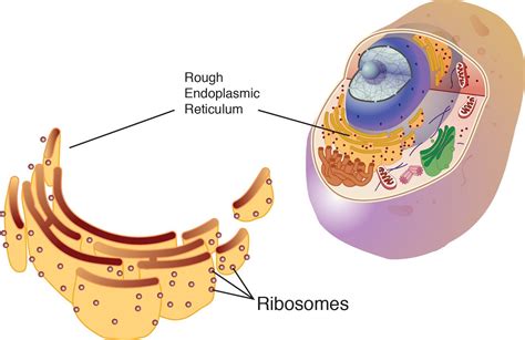 Image result for ribosome | Prokaryotic cell, Structure and function, Cell biology