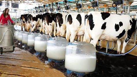 DAIRY FARMING BUSINESS PLAN IN NIGERIA