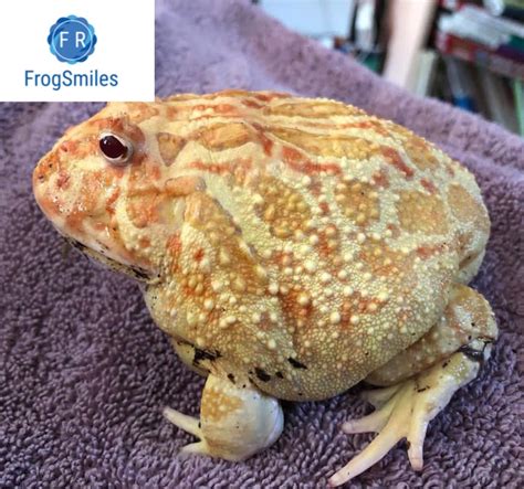 albino pacman frog - Buy Frogs Online | Buy Toads Online