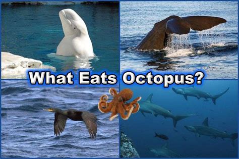 What Eats Octopus? 20+ Octopus Predators Worldwide