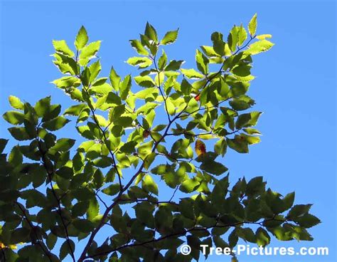 Beech Tree Leaves Hi-lited By The Sun's Rays | TreePicturesOnline