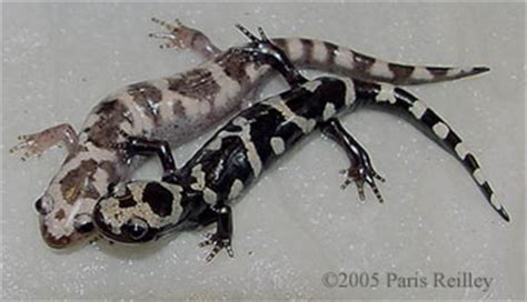 Caudata Culture Species Entry - Ambystoma opacum