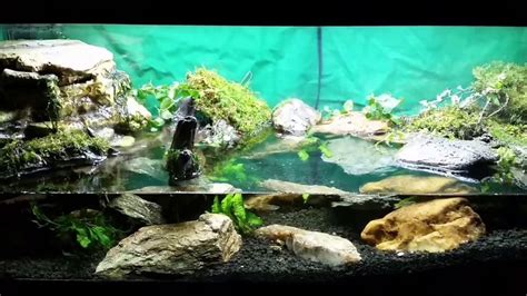 Red Clawed Mangrove Crab Tank | Tanked aquariums, Hermit crab tank ideas aquarium, Aquarium