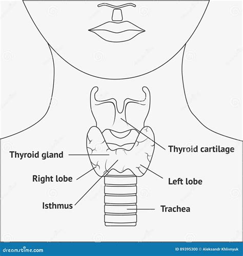 Human Larynx Diagram