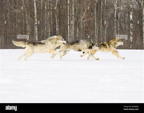 Wolf Pack Running Animation