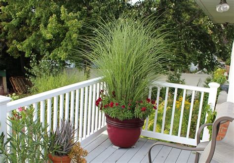 Best Ornamental Grasses for Containers | Growing Ornamental Grass