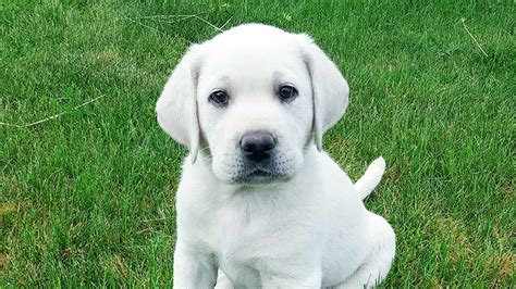 English Labrador Puppies