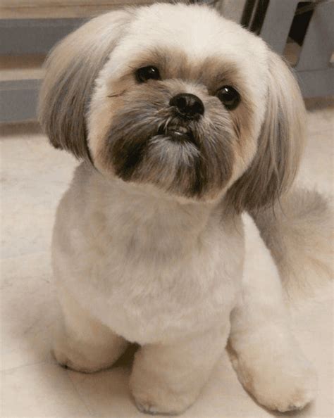 Shih Tzu Haircuts - Shih Tzu Haircuts Best 6 - Shih Tzu Buzz