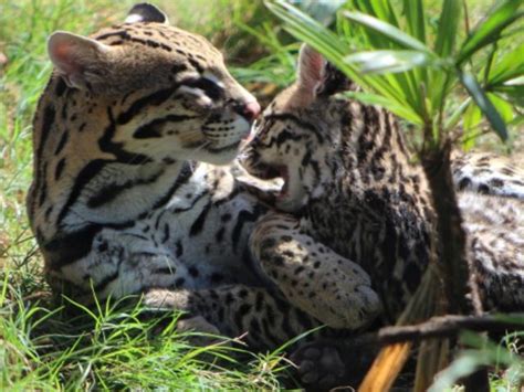 Cincinnati Zoo breeding program helps keep Brazilian ocelots walking the earth | Cincinnati zoo ...