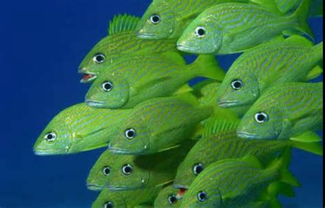 Green fish | Finding nemo species Wikia | FANDOM powered by Wikia