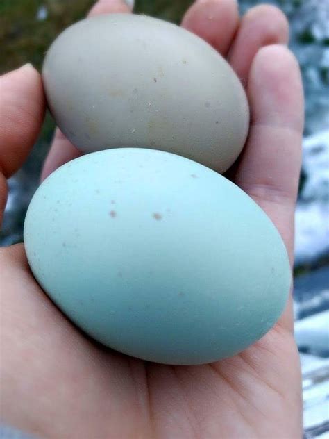 Olive Egger eggs ( 1st-3rd generation eggs) | Cackle Hatchery