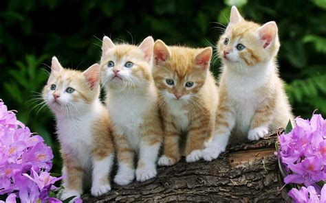 mi blog: IMAGENES DE GATITOS TIERNOS