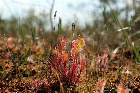 Climate change is a threat to ecosystem biodiversity and a reason to unite #ForNature | United ...