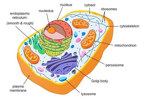 Image result for eukaryotic cell labeled | Eukaryotic cell, Cell diagram, Animal cell project