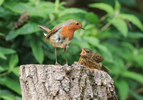 Robin feeding chick stock photo. Image of mouth, english - 91528734