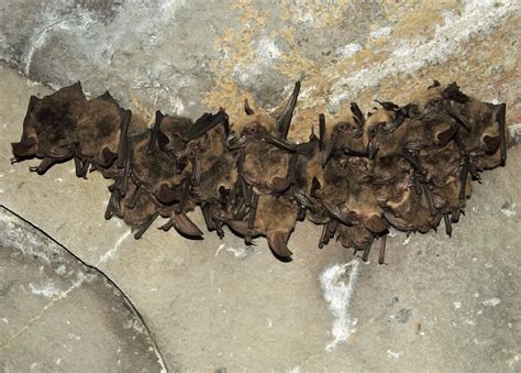 Bats in Caves (U.S. National Park Service)