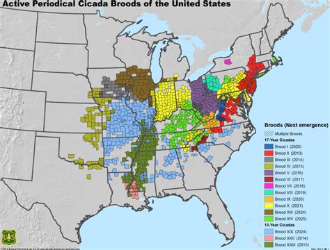 Cicadas 2024 Illinois Map - Inessa Leanor