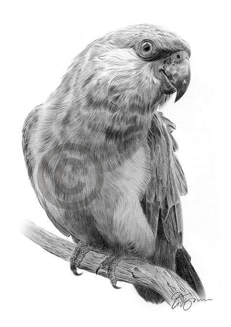 Pencil drawing of a parrot by UK artist Gary Tymon