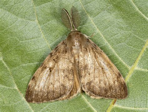 Gypsy moth male - Stock Image - Z355/1800 - Science Photo Library