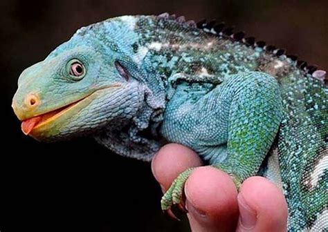 Fiji crested iguana - Alchetron, The Free Social Encyclopedia