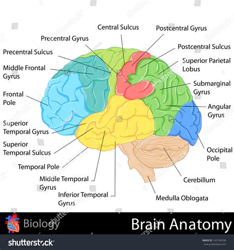 1,116 Sulcus Images, Stock Photos, 3D objects, & Vectors | Shutterstock