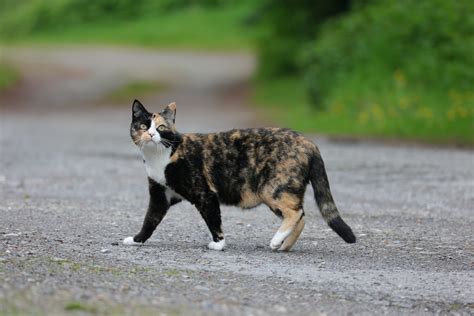 Unlocking the Tortoiseshell Cat Personality: Traits and Fascinating Facts