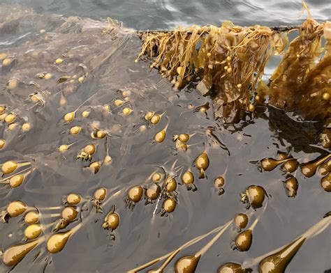 Seaweed Farm – OceansAlaska