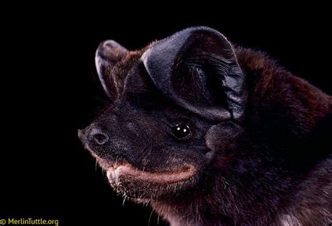 black bonneted bat, Eumops auripendulus | Bat species, Bat, Animals