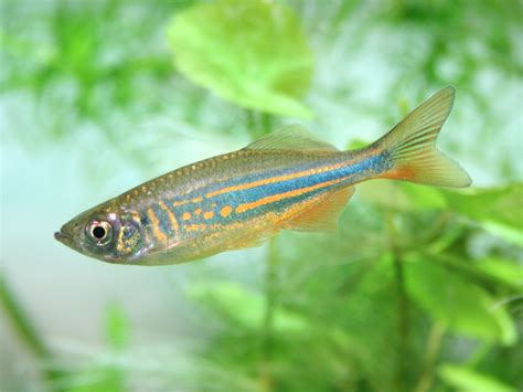 Best Beginner Freshwater Fish: 13 Must-Have Species